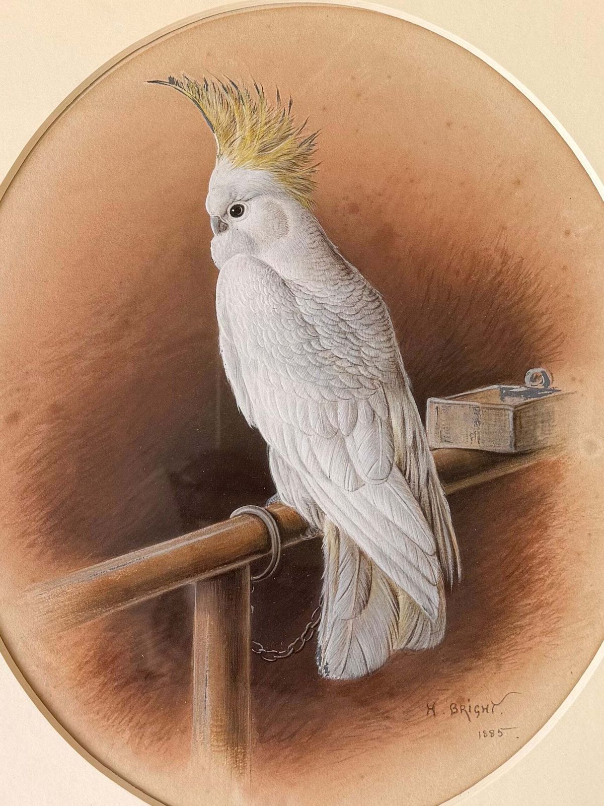 Victorian White Cockatoo Bird With Yellow Crest Perched In Interior Signed Orig