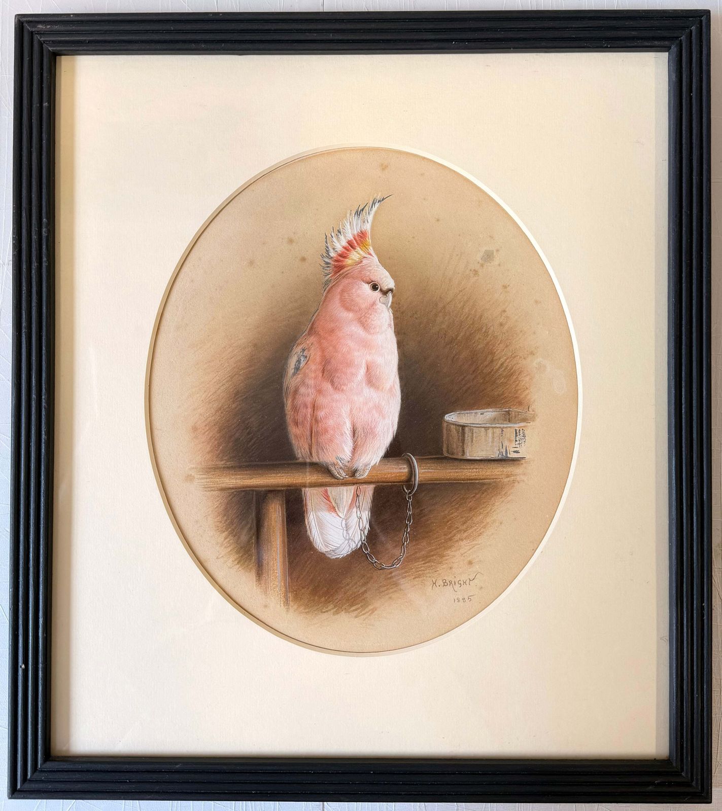 Aquarelle victorienne représentant un cacatoès rose sur un perchoir avec une gamelle, signée Harry Bright photo furniture