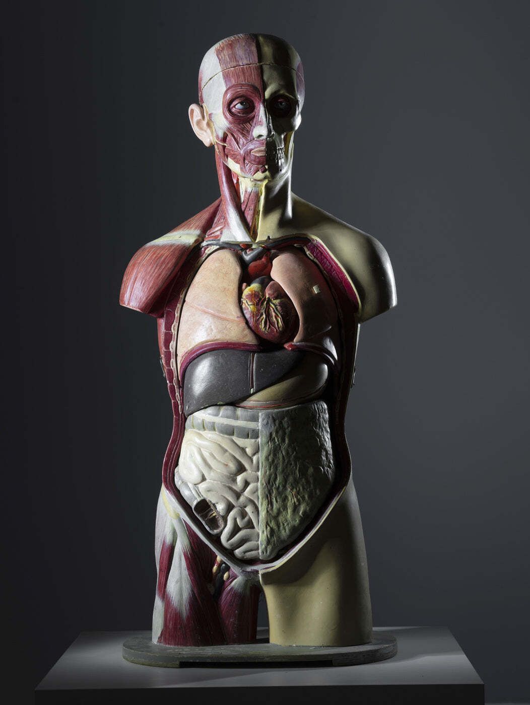 Anatomisch torsomodel, half spier half huid, toegeschreven aan Deutsches Hygiene Museum Dresden, Oost-Duitsland, jaren 1950 photo vinterior