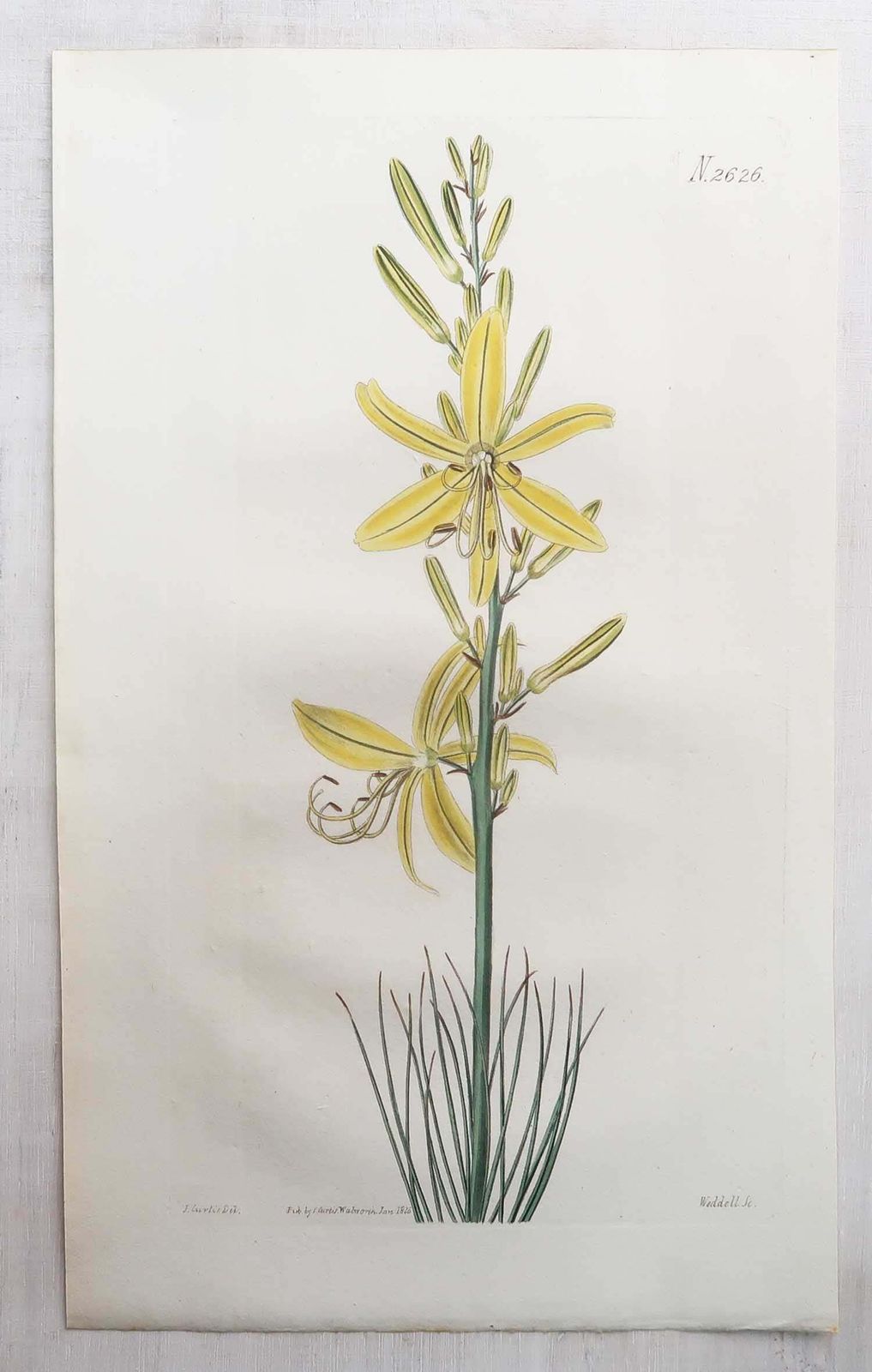 Set van 12 antieke botanische prenten. Curtis. Gedateerd 1826 photo vintage