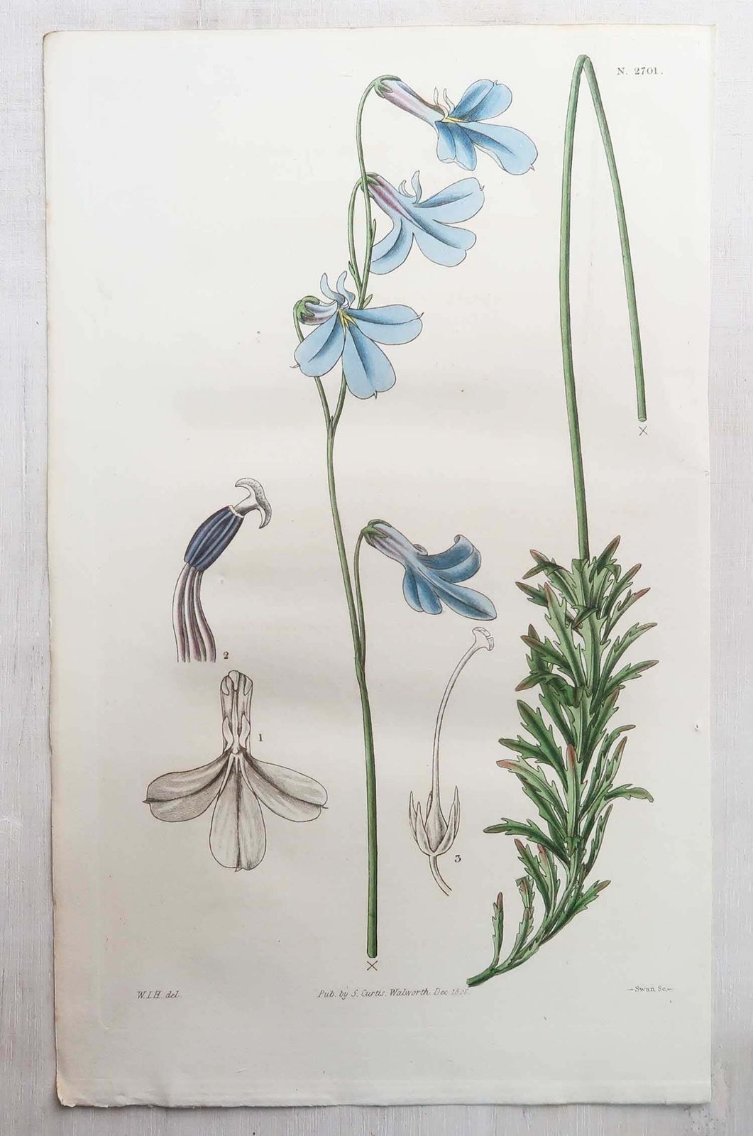 photo for sale Set van 12 antieke botanische prenten. Curtis. Gedateerd 1826