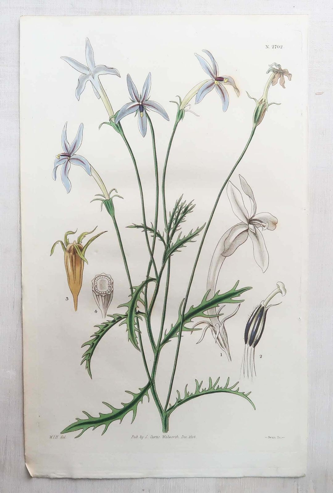 Kunst Set van 12 antieke botanische prenten. Curtis. Gedateerd 1826 photo