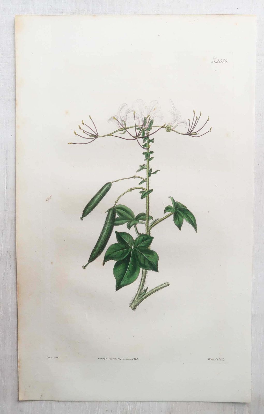 400.0 Set van 12 antieke botanische prenten. Curtis. Gedateerd 1826 photo