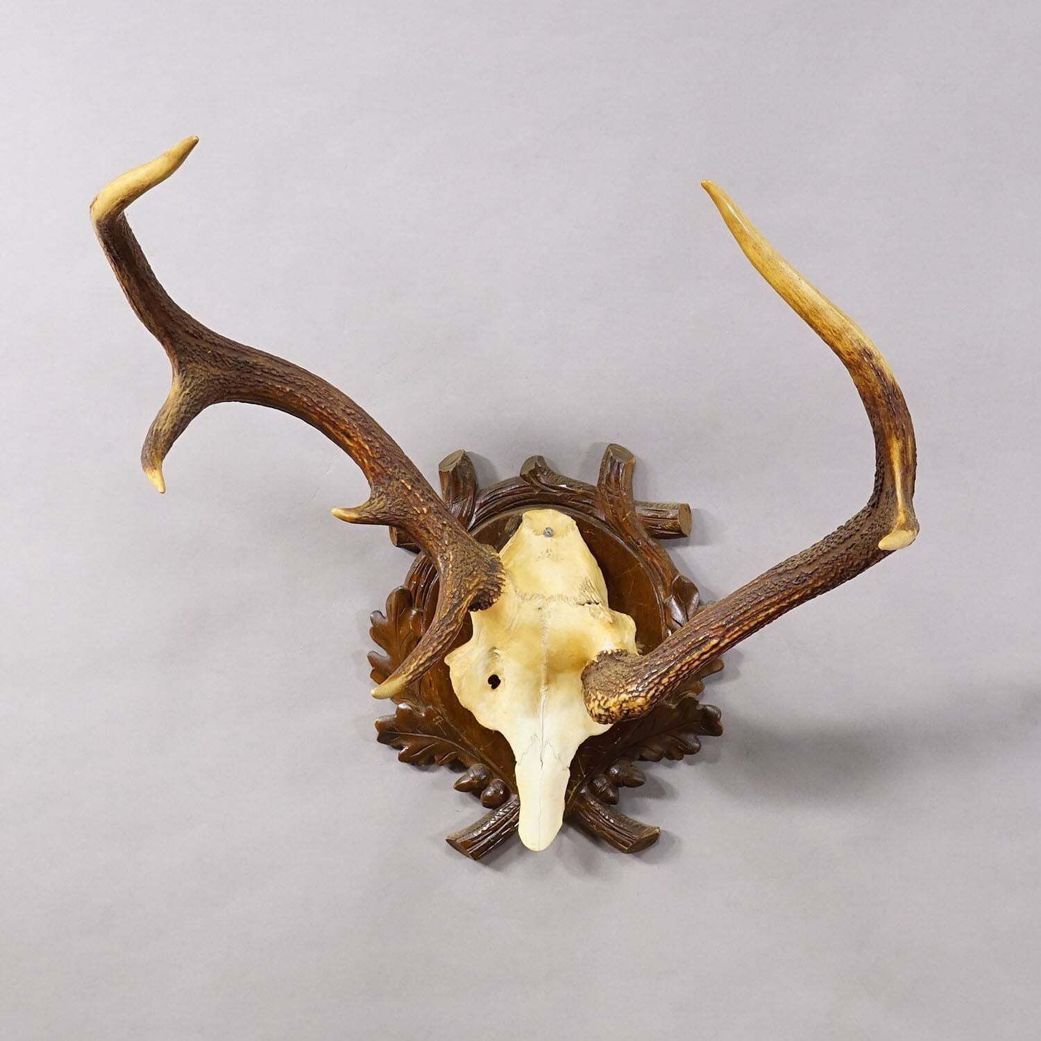 Abnorm Zwarte Woud Edelhertentrofee op Gesneden Plaquette Duitsland jaren 1930 photo for sale