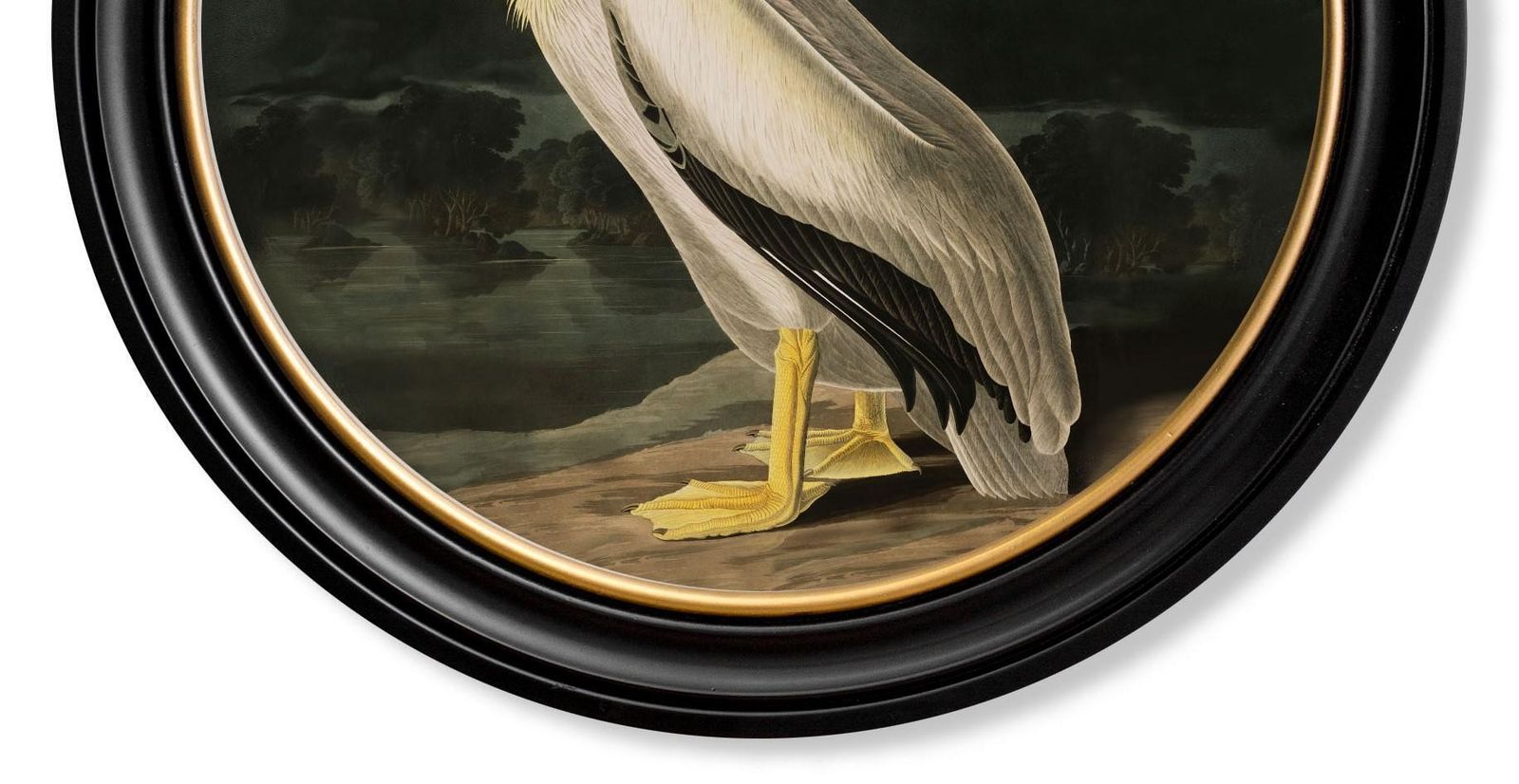 American White Pelican Print Audubon's Birds Of America ca. 1838 Rond 44 cm Di. Nieuw photo vintage