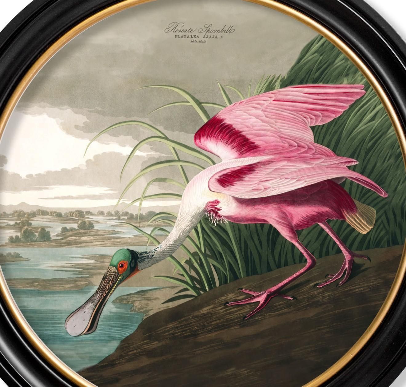 Roseate Spoonbill Print From Audubon's Birds Of America C1838 Round 70cm Di. New photo for sale