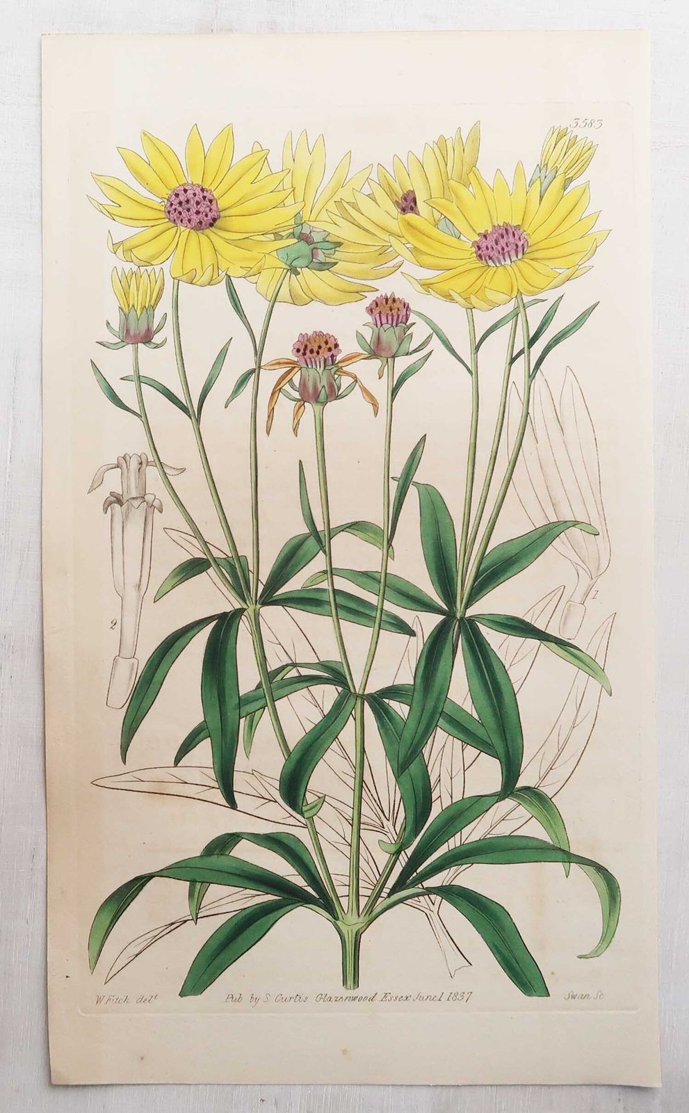 Set Of 12 Original Antique Botanical Prints After William Fitch. Dated 1838 photo for sale