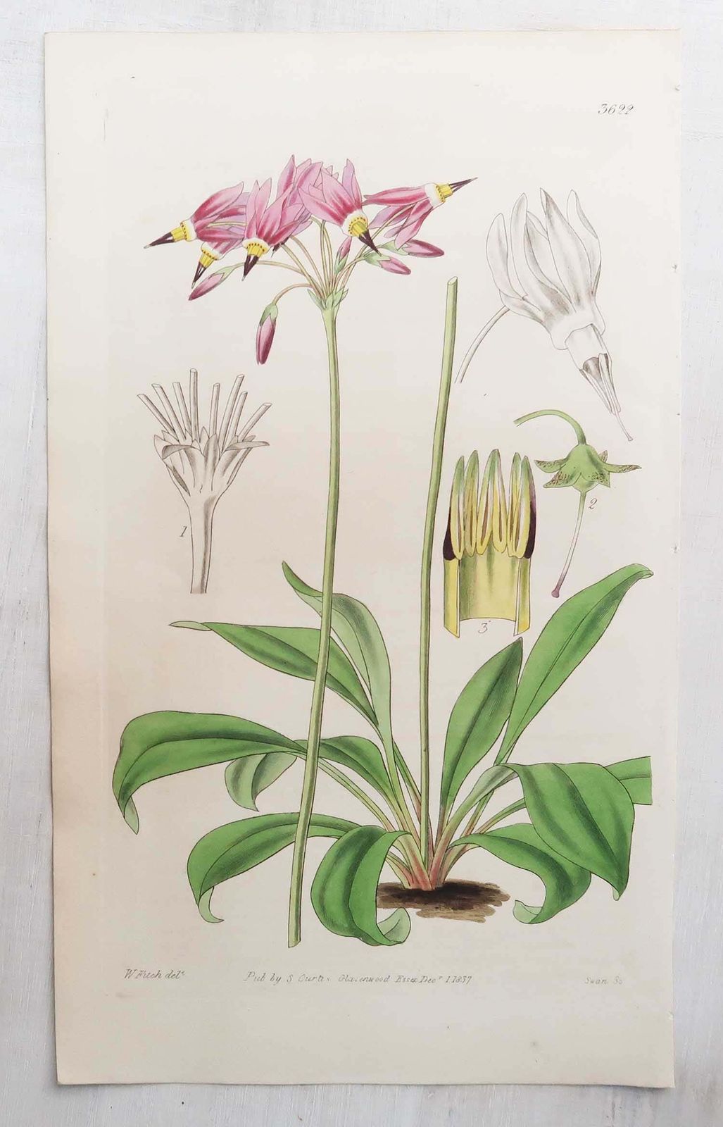 Kunst Set van 12 antieke botanische prenten naar William Fitch. Gedateerd 1838 photo