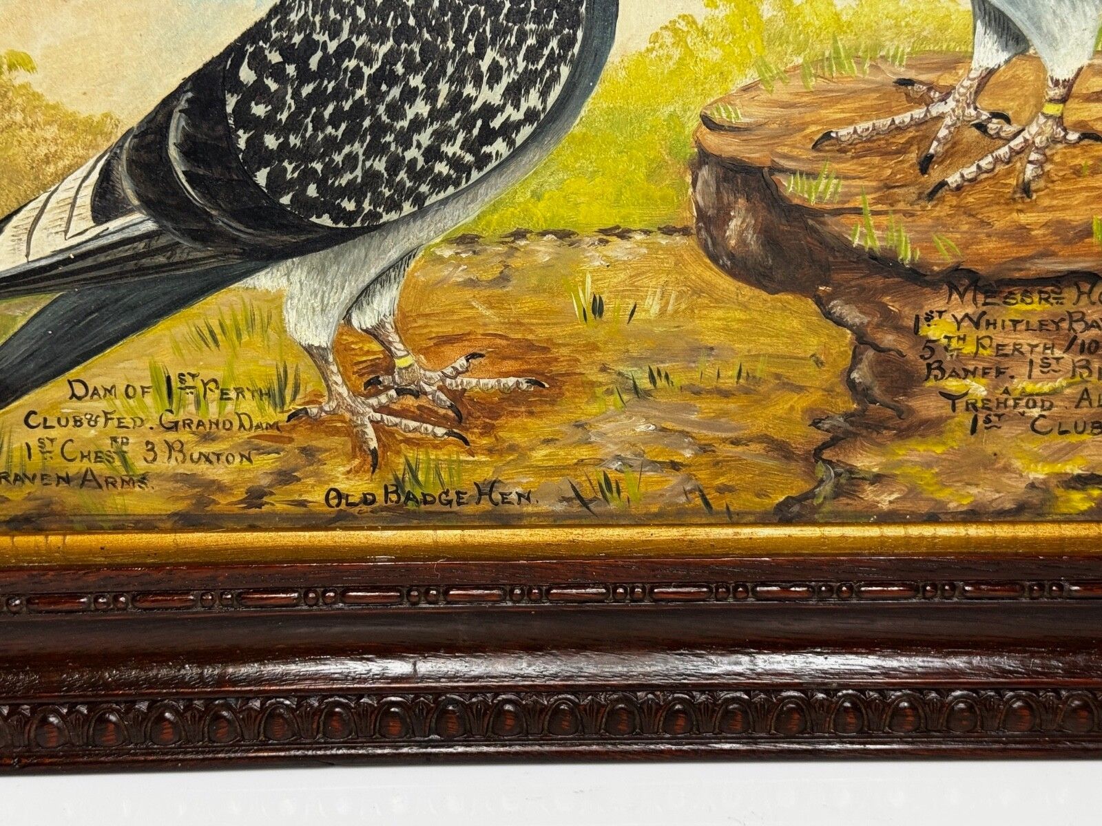 photo vintage Old Badge Hen & Holley Brothers – British Racing Pigeon Painting