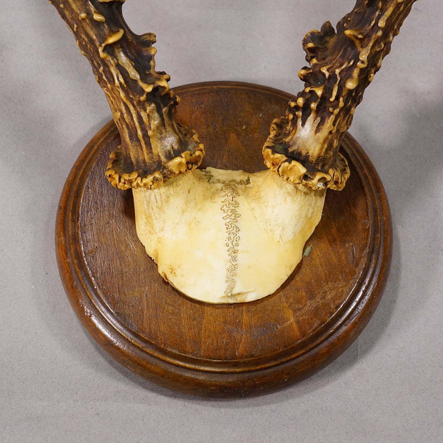 Antique Sika Deer Antler Trophy On Carved Plaque, Germany 1930s photo for sale