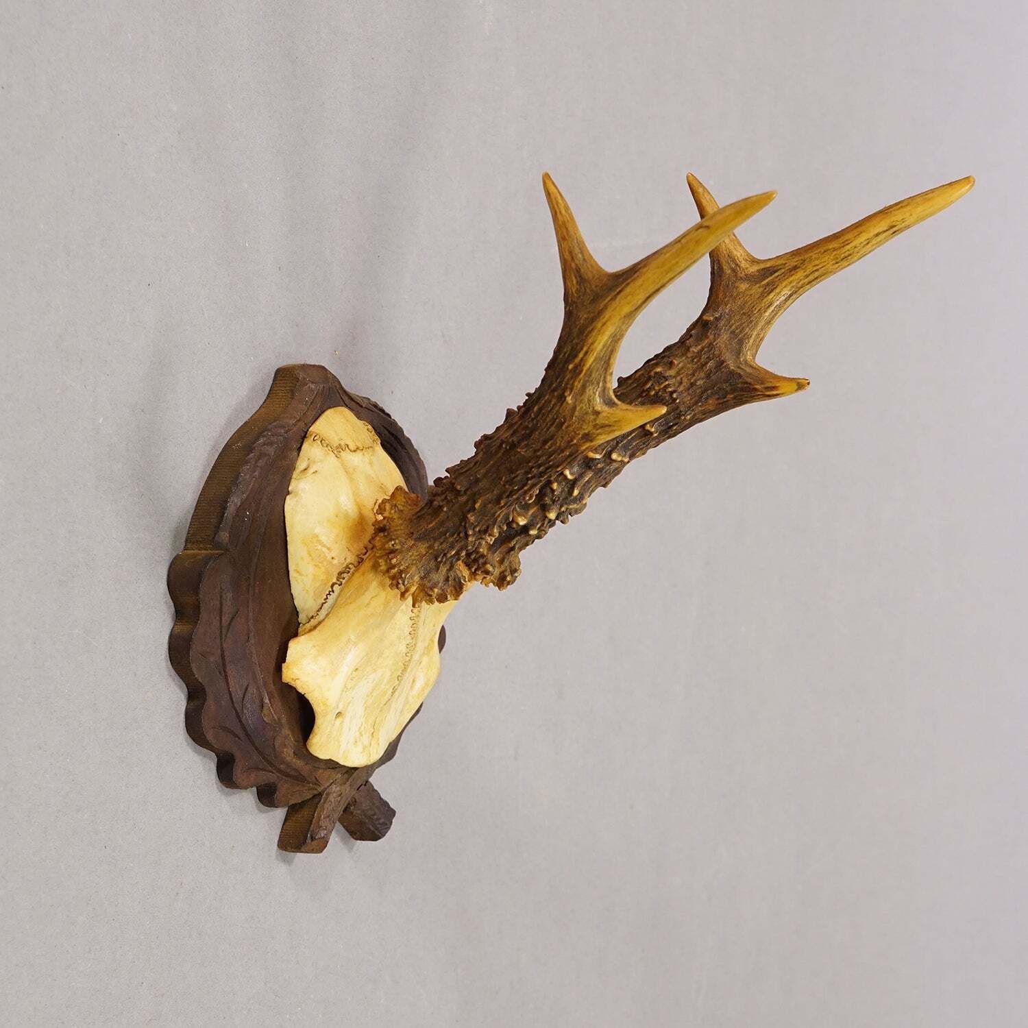 Antiek Edelhertgewei op Gesneden Plaquette, Zwart Woud, Duitsland ca. 1935 photo furniture