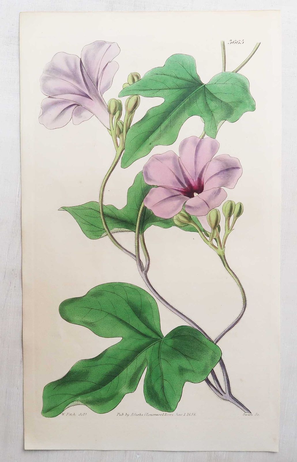 Set van 12 antieke botanische prenten naar William Fitch. Gedateerd 1838 photo Kunst