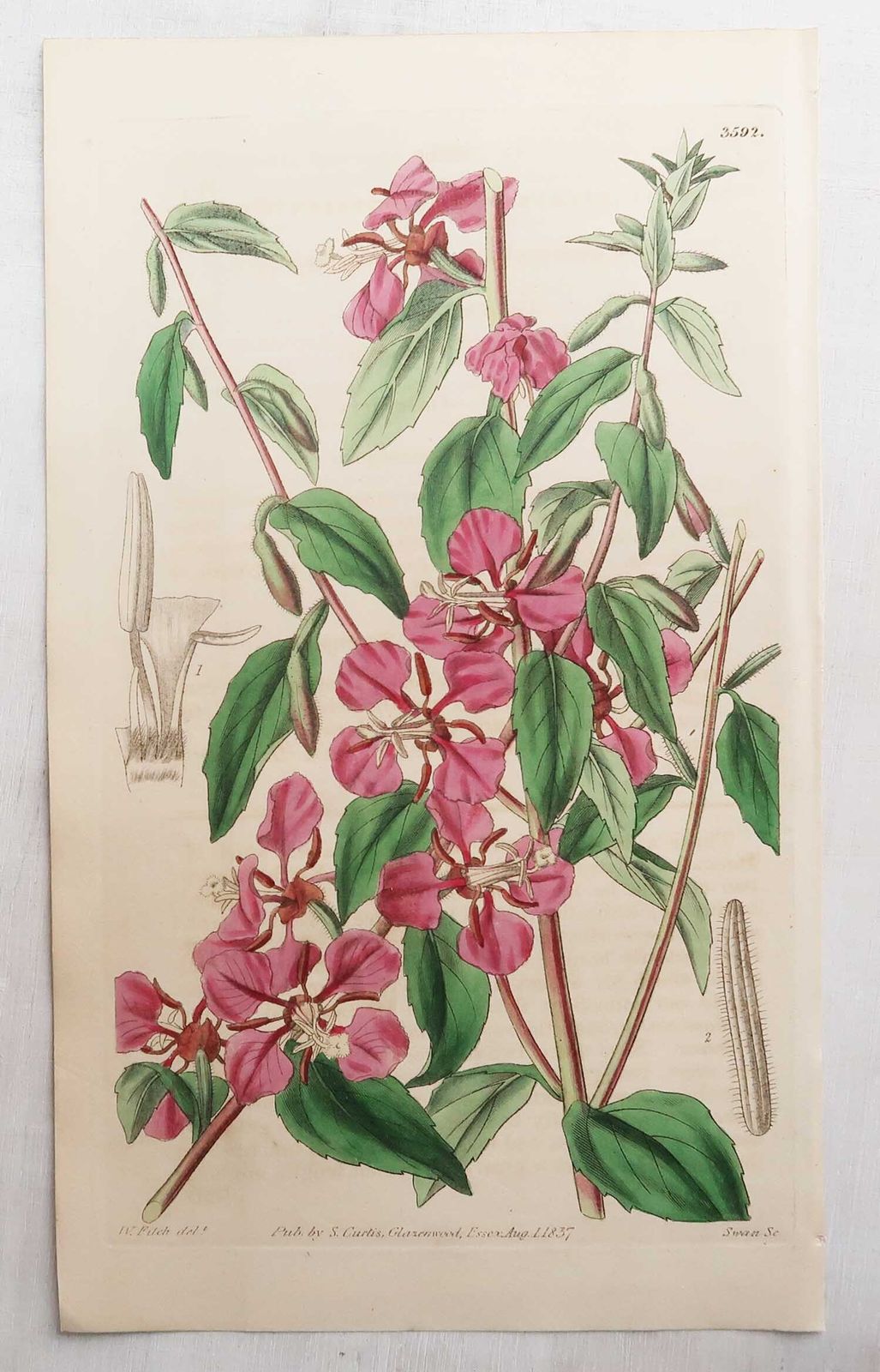 Set van 12 antieke botanische prenten naar William Fitch. Gedateerd 1838 photo buy