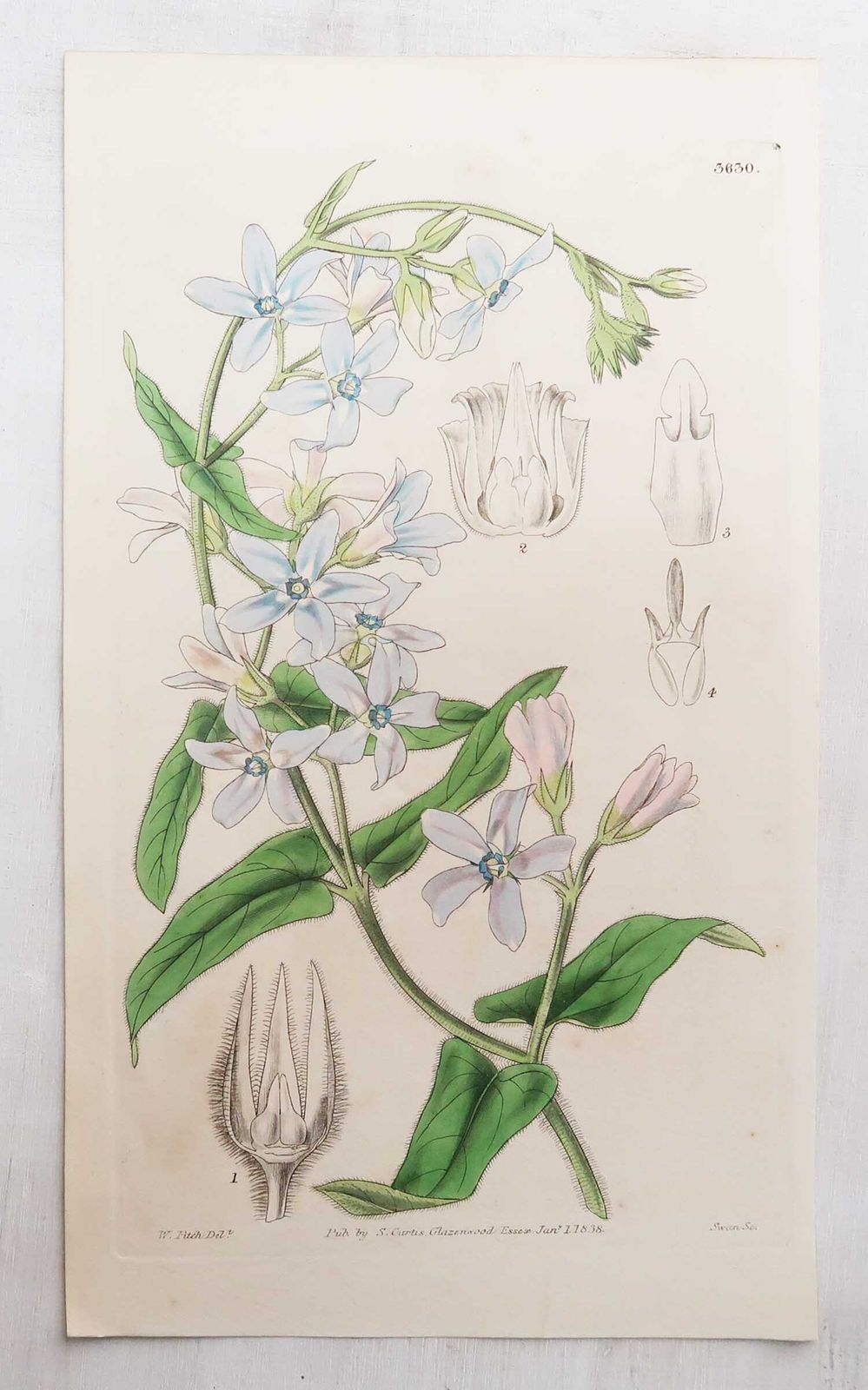 Set van 12 antieke botanische prenten naar William Fitch. Gedateerd 1838 photo vintage