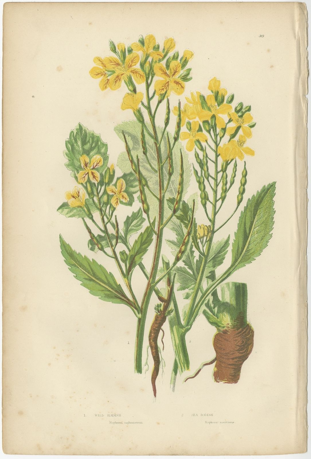 Pl. 30 Antique Botany Print Of Wild Radish By Pratt (C.1860)