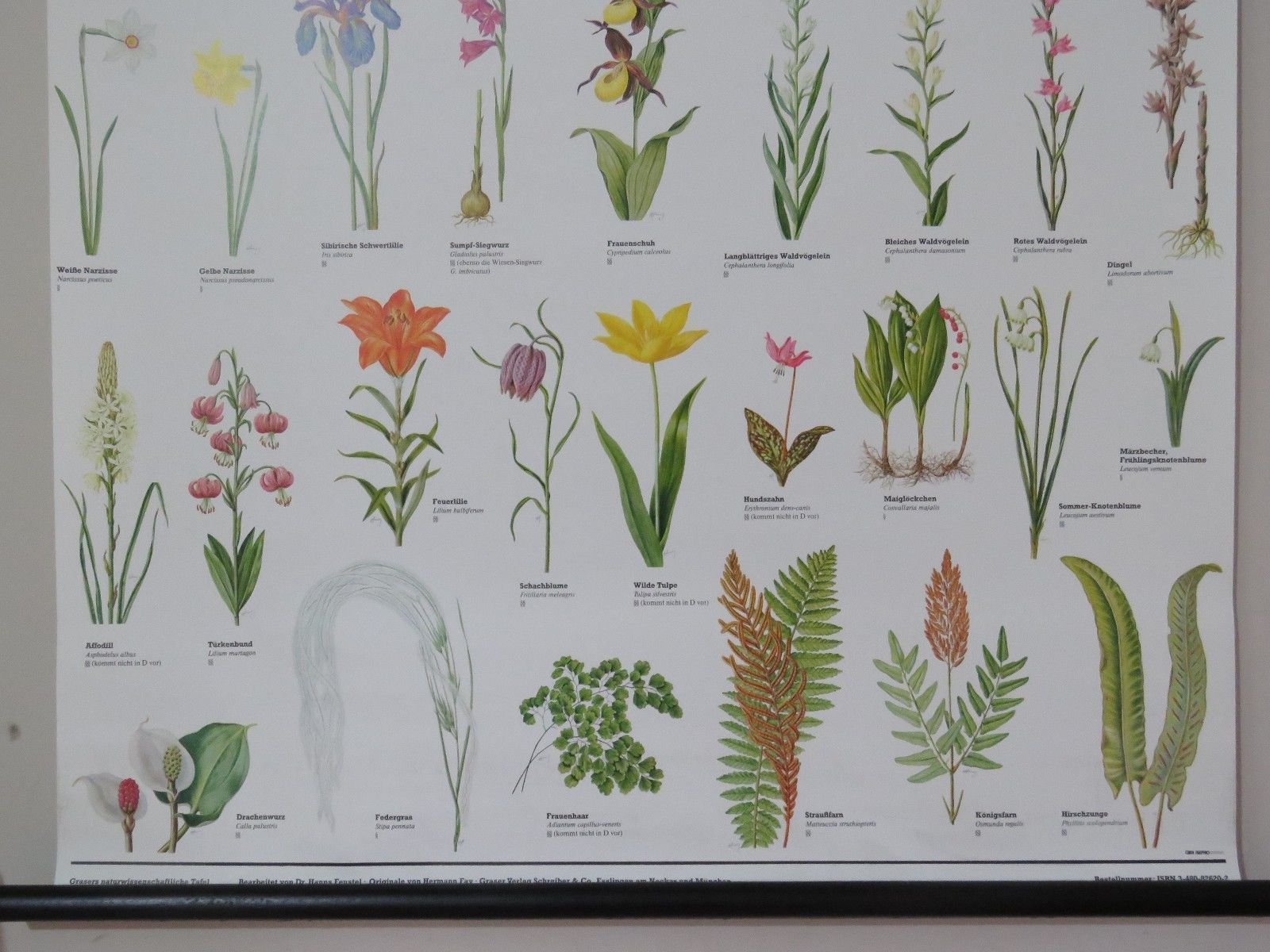 Vintage Pull Roll Down Botanical School Wall Chart Poster Of Flowering Plants I. photo Art