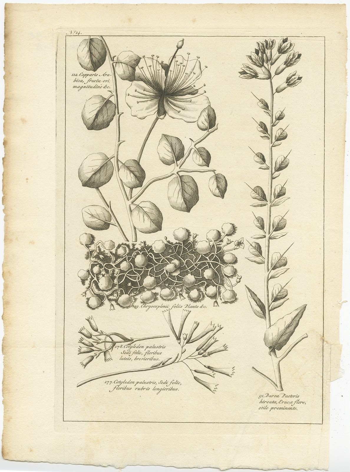 Antique Print Of The Caper Bush And Other Plants By Shaw (1773)