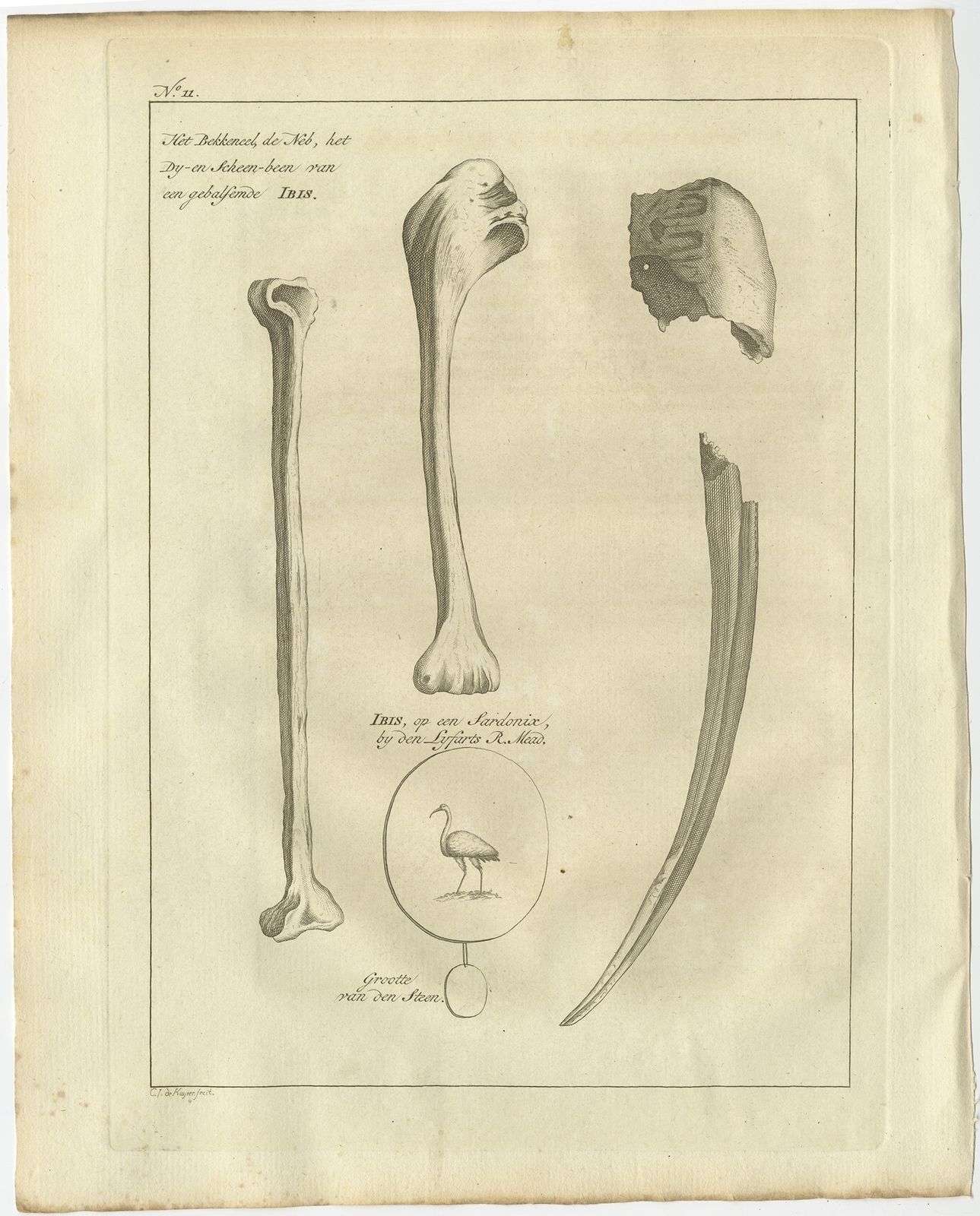 Antique Print Of The Bill And Bones Of An Ibis Bird By Shaw (1773)