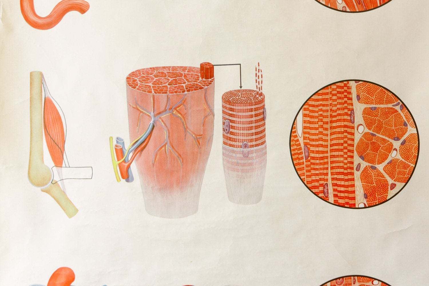 Original Anatomical Vintage German Educational School Wall Chart Structure Of Muscle Anatomy Medicine Deutsches Science Beautiful Rare photo Art