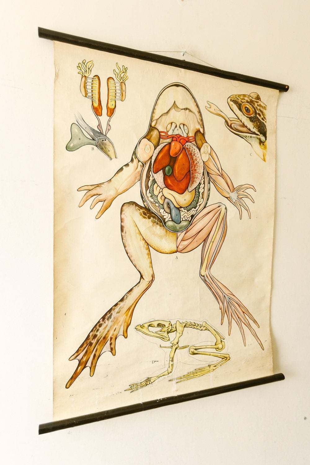 Original Zoological Vintage German School Wall Chart Frog Anatomy Skeleton Zoology Beautiful Rare Amphibian Te Neues photo furniture