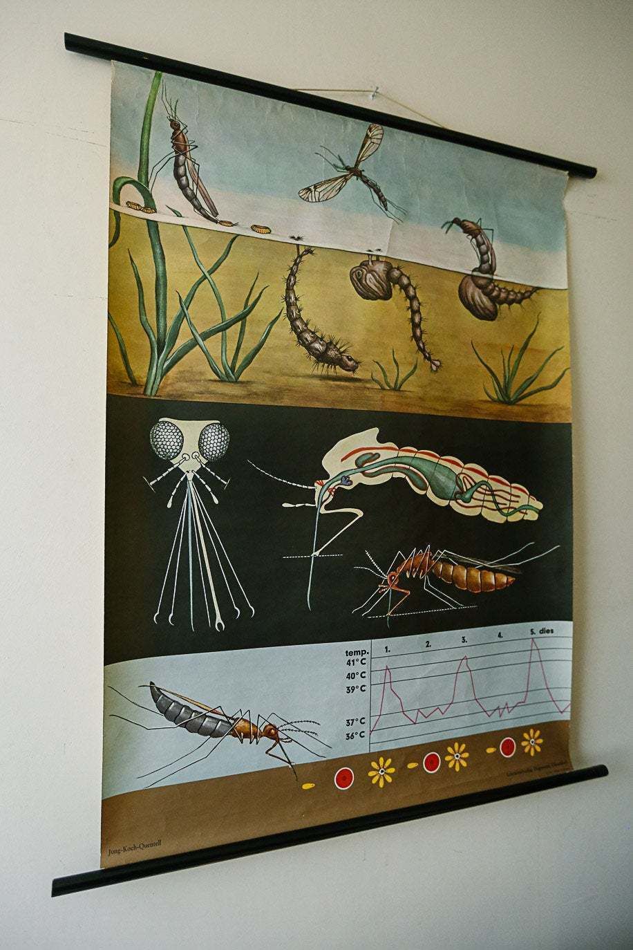 Original Zoological Vintage French School Chalk Wall Chart Mosquito Insect Zoology Beautiful Rare Jung Koch Quentell photo furniture
