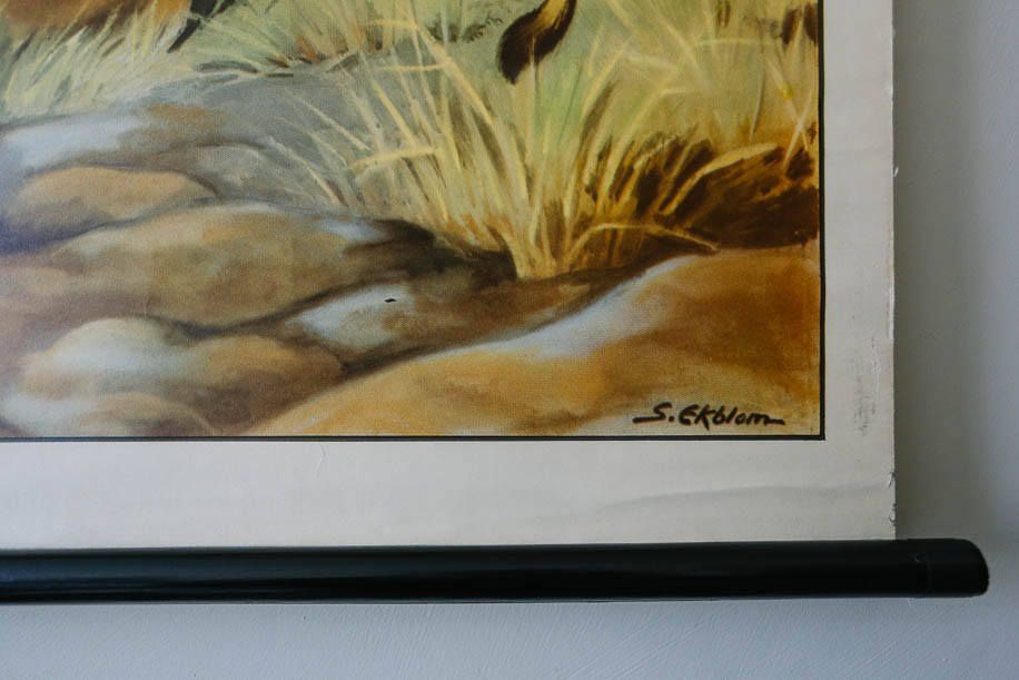 Original Zoological Vintage German School Wall Chart Lions Lion Lioness Zoology Beautiful Rare Educational Illustration Interiors Deco photo for sale