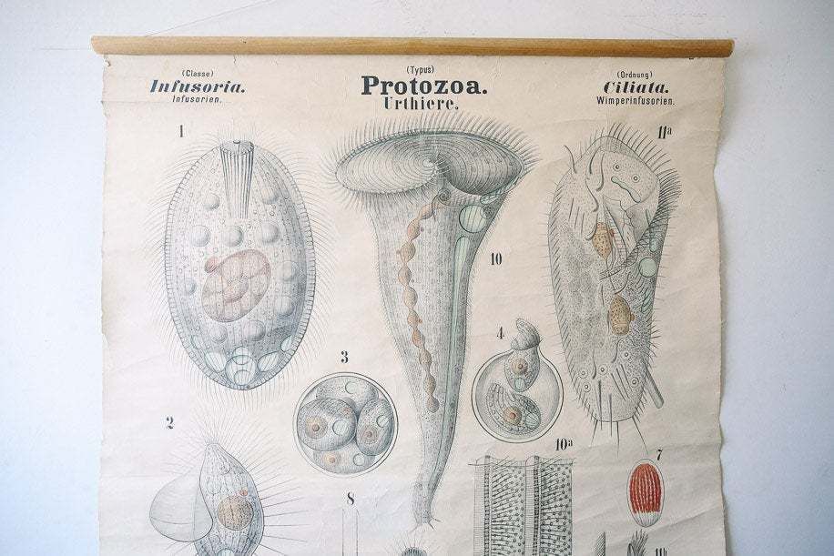 Original Antique Rudolf Leuckart Zoological Vintage German School Wall Chart Infusoria Protozoa Zoology Beautiful Rare photo for sale