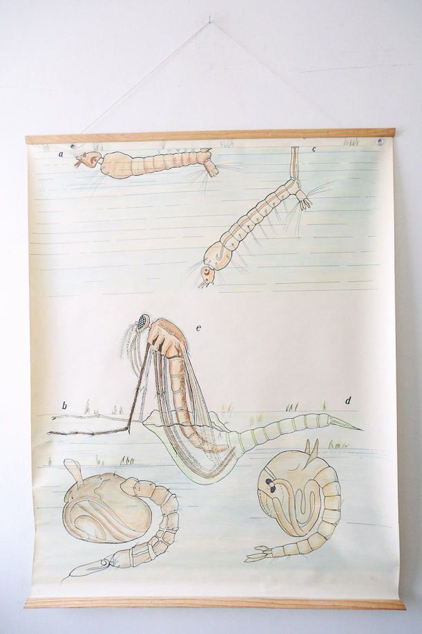 Original Zoological Vintage French School Chalk Wall Chart Mosquito Insect Zoology Beautiful Rare DR Auzoux Sougy