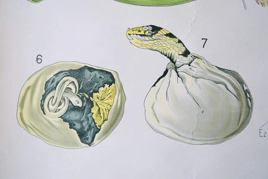 Original Zoological Vintage German School Wall Chart Embryology Zoology Beautiful Rare DR Gambke photo Art