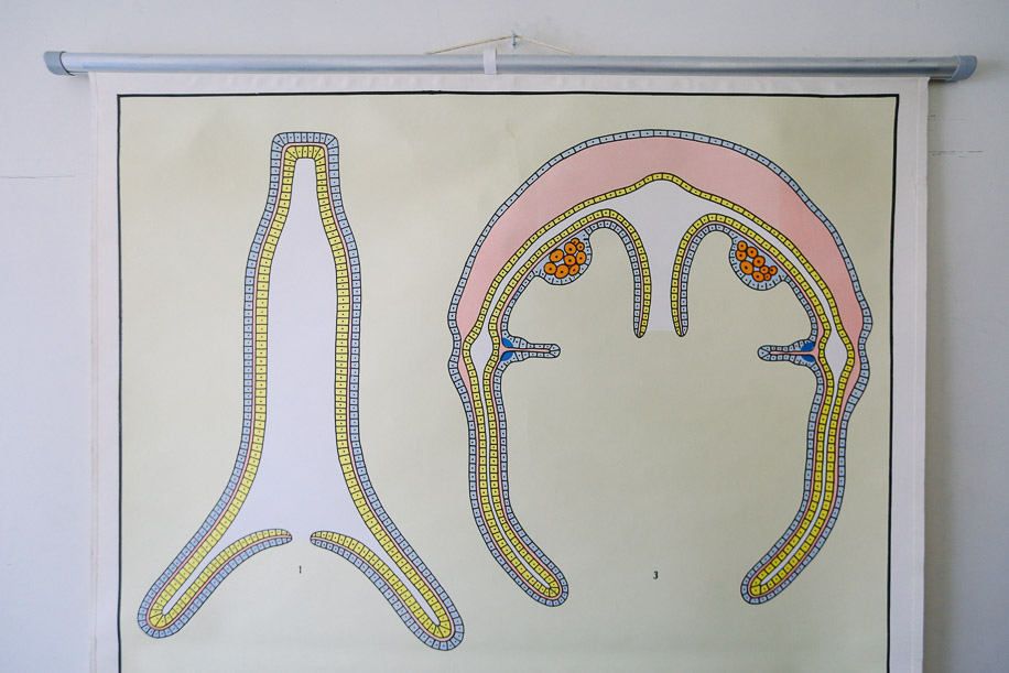 Original Zoological Vintage German School Wall Chart Coelentera Zoology Beautiful Rare DR Lips photo for sale