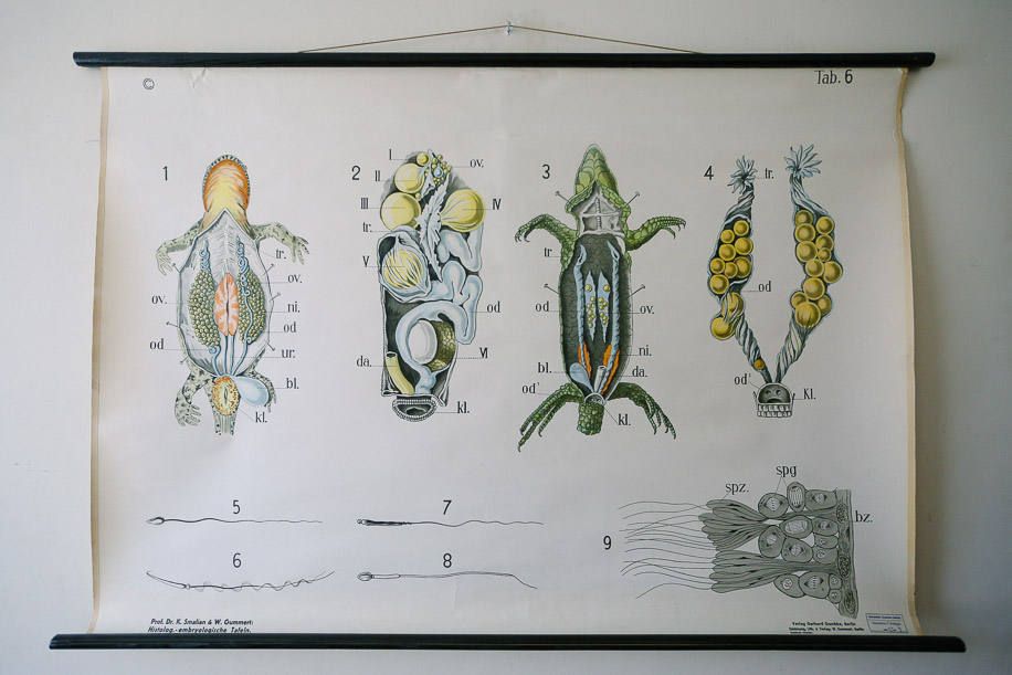Original Zoological Vintage German School Wall Chart Newt Zoology Beautiful Rare Dr Gambke
