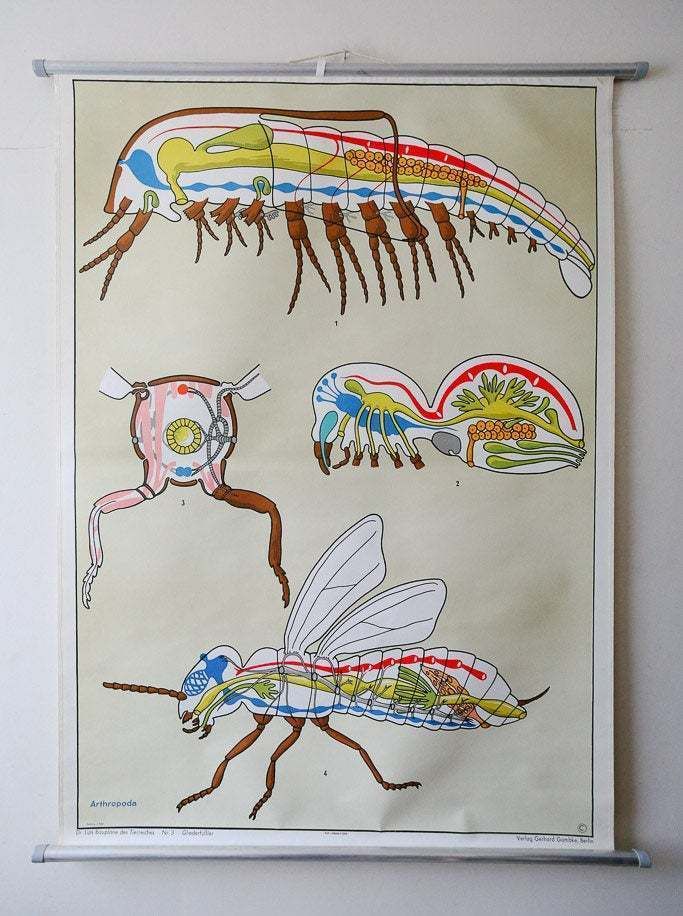Original Zoological Vintage German School Wall Chart Arthropods Zoology Insect Beautiful Rare DR Lips