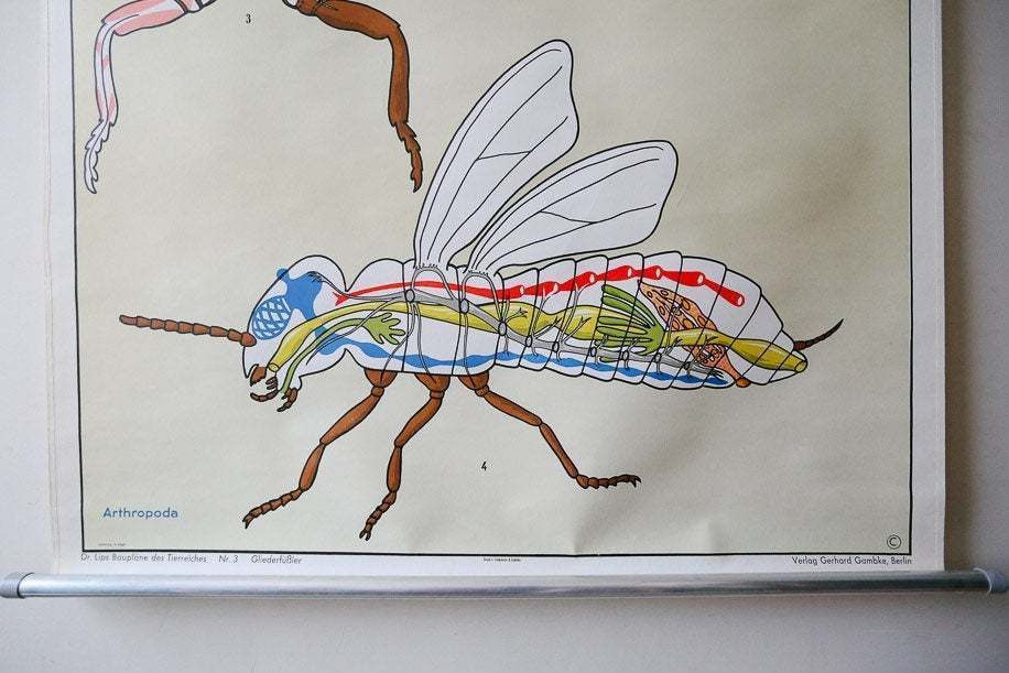 Original Zoological Vintage German School Wall Chart Arthropods Zoology Insect Beautiful Rare DR Lips photo for sale