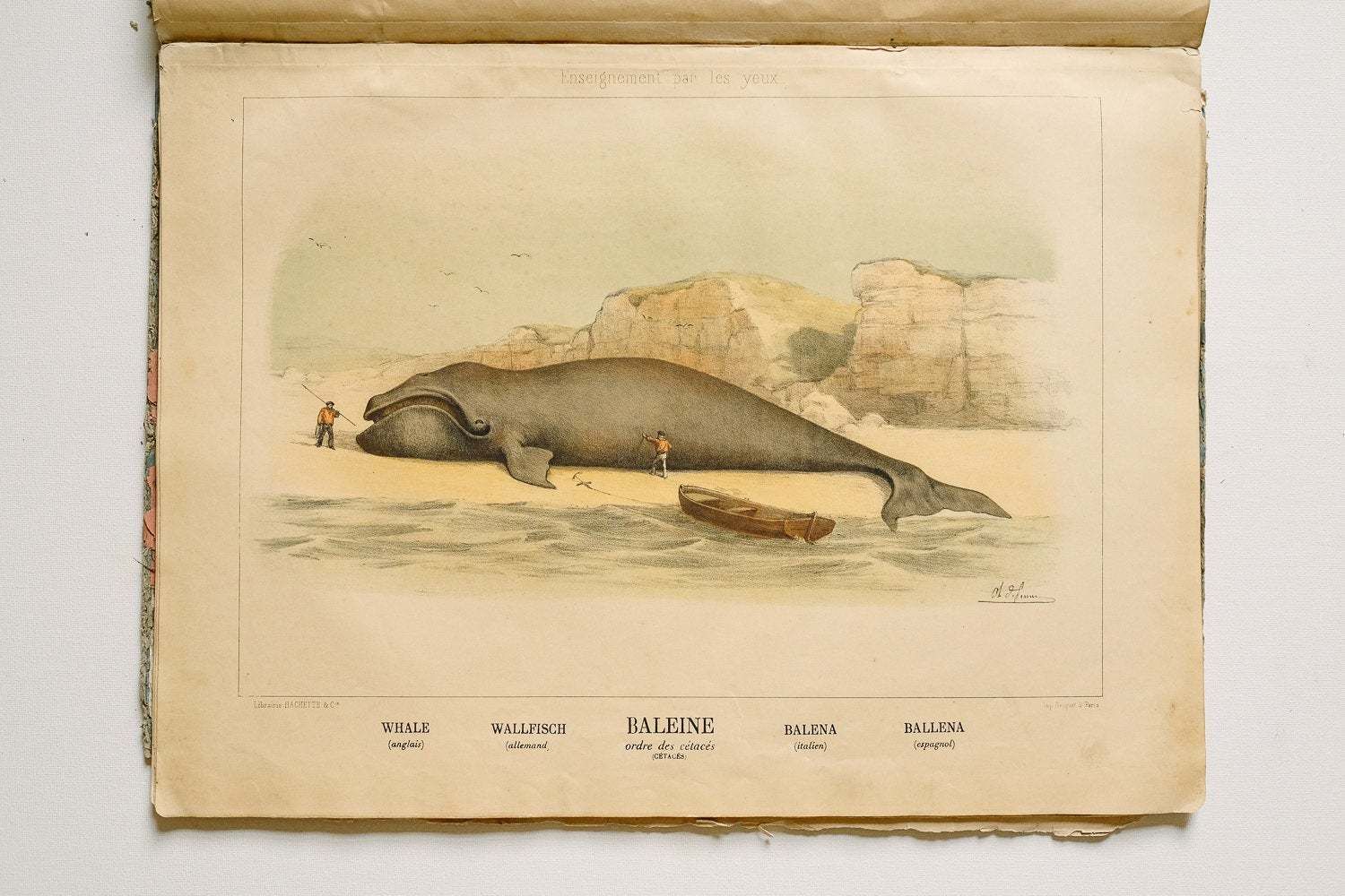 Rare Original Zoological Natural History Vintage French School Book Of Wall Charts Enseignement Par Les Yeux 50 Studies 19th Century photo vintage