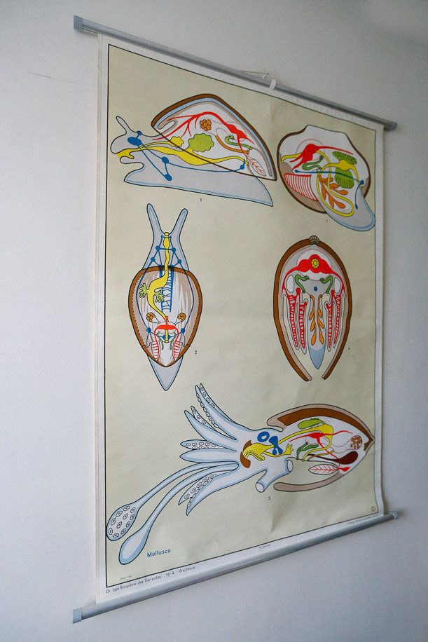 Original Zoological Vintage German School Wall Chart Cuttlefish Cuttle Fish Zoology Insect Beautiful Rare Dr Lips photo furniture