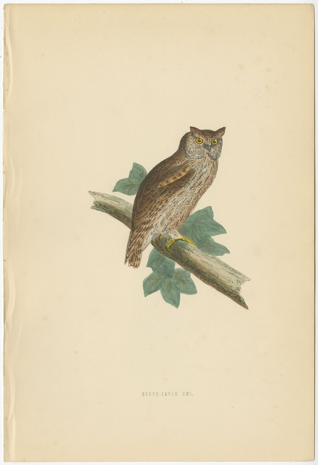 Antique Bird Print Of The Eurasian Scops Owl By Morris (C.1850)