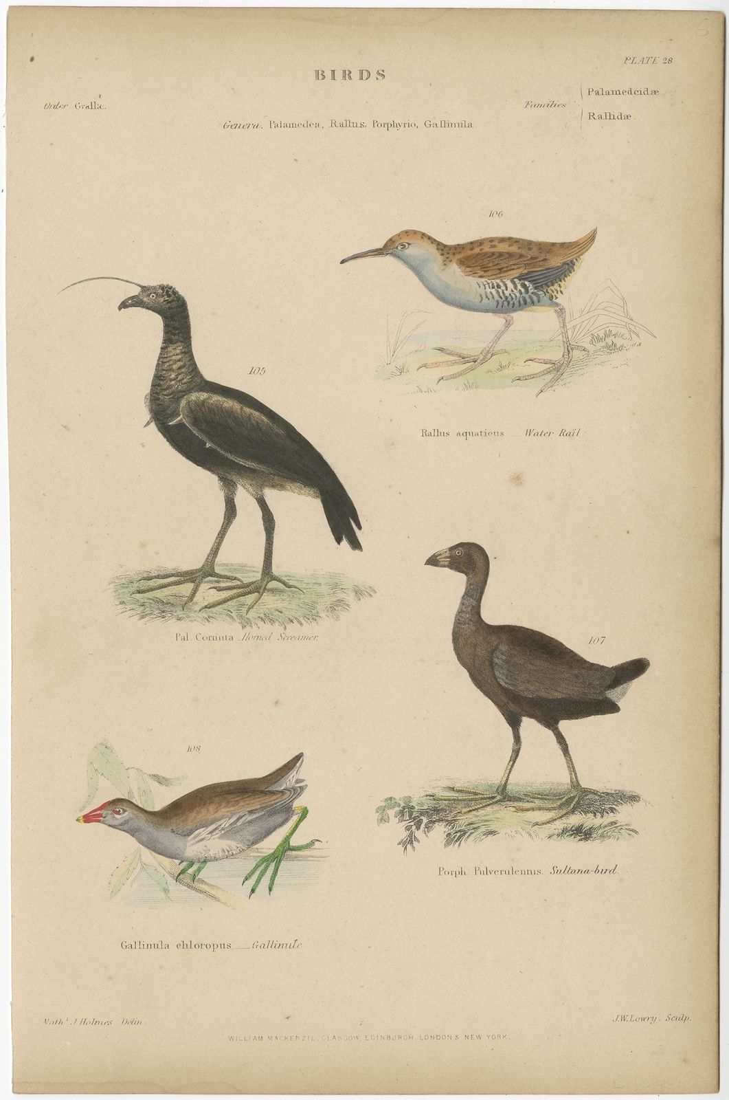 Pl. 28 Antique Bird Print Of The Horned Screamer And Other Birds By Richardson (C.1860)