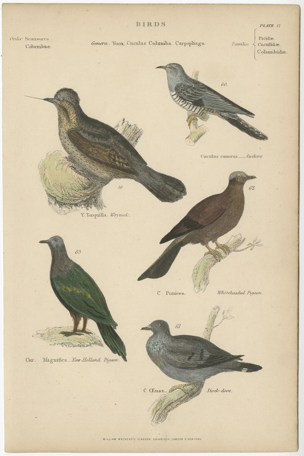 Pl. 17 Antique Bird Print Of The Wryneck And Other Birds By Richardson (C.1860)