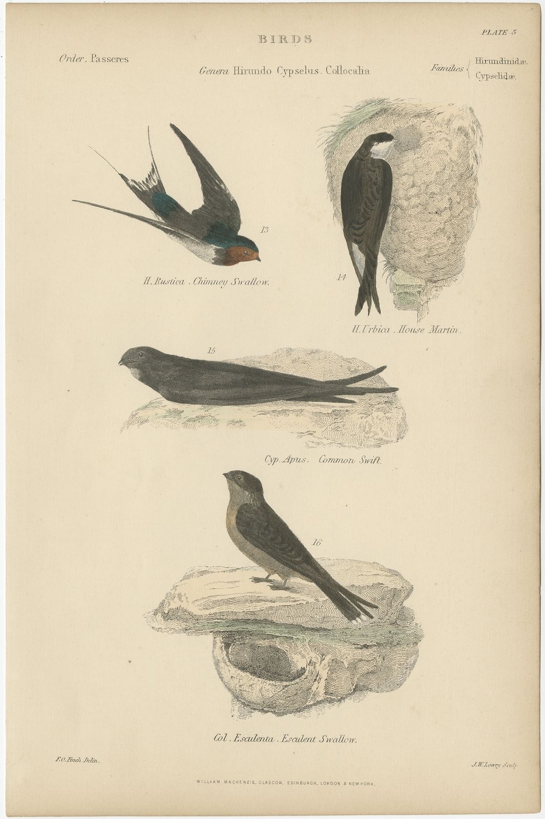 Pl. 5 Antique Bird Print Of The House Martin And Other Birds By Richardson (C.1860)
