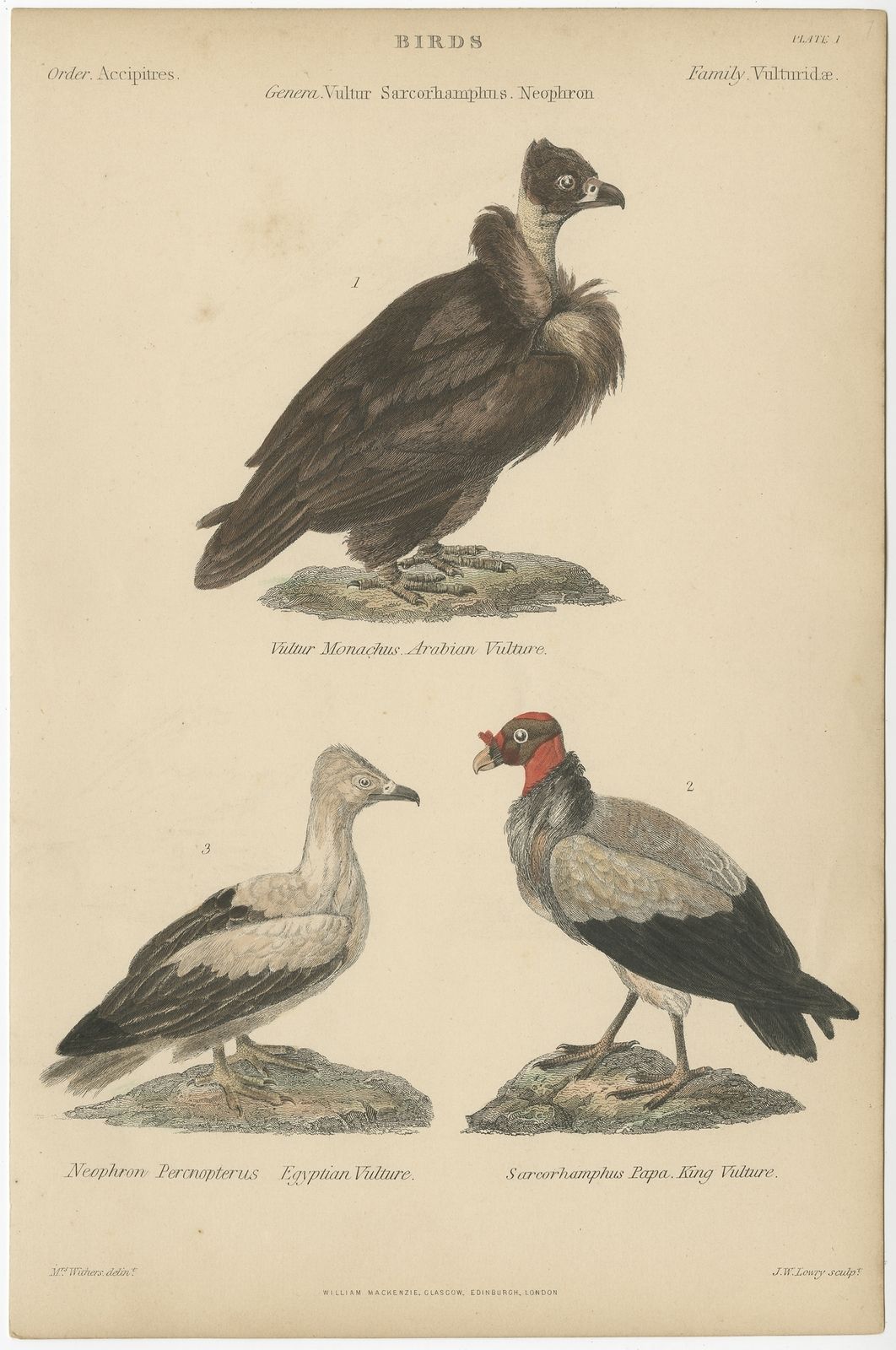 Pl. 1 Antique Bird Print Of The Arabian Vulture And Other Birds By Richardson (C.1860)