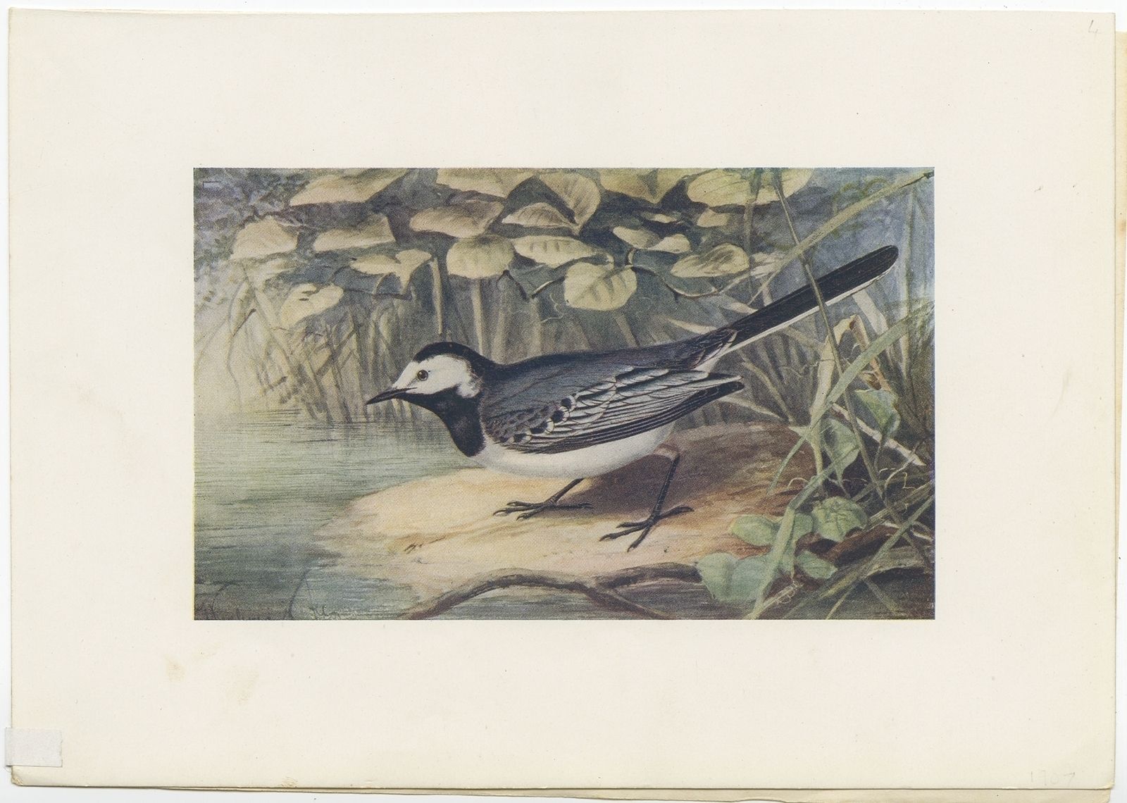 Antique Bird Print Of The Pied Wagtail By Bonhote (1907)