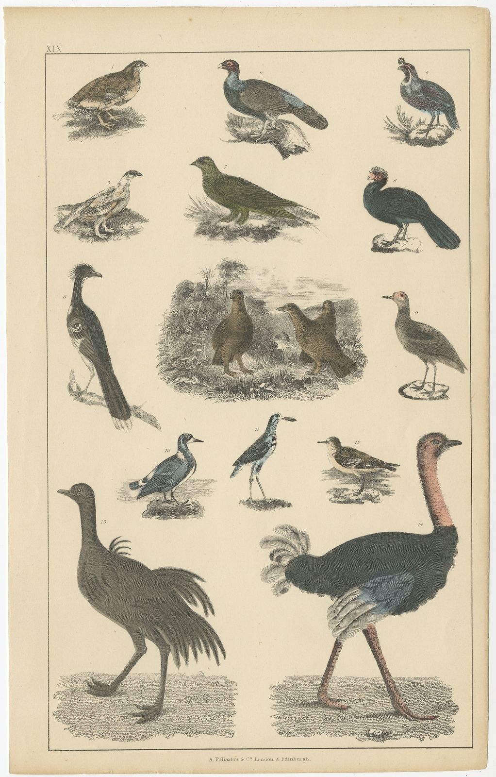 Pl. 19 Antique Bird Print Of Various Bird Species By Fullarton (C.1852)