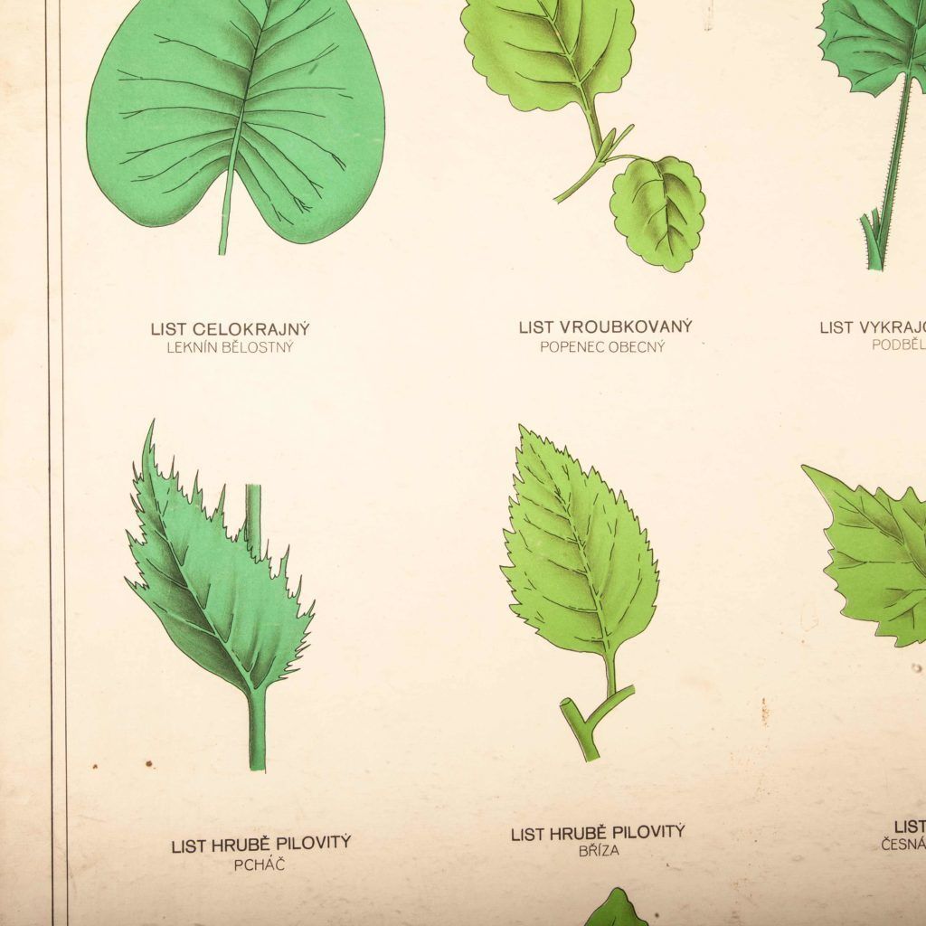 Early 20th Century Educational Chart – Rigid Chart Plant – Leaf Varieties photo furniture