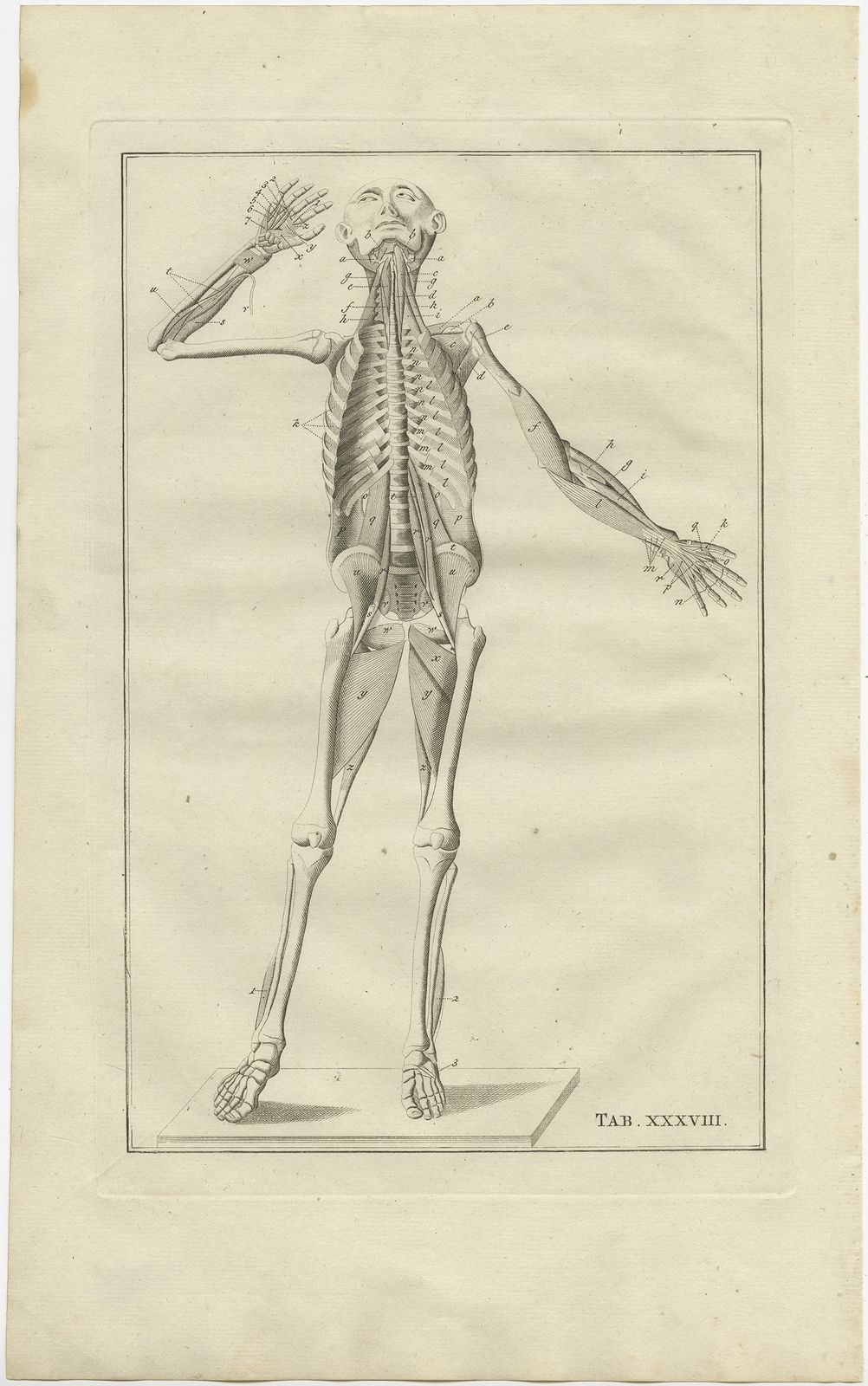 Pl. 48 Antique Anatomy Print Of The Human Skeleton By Elwe (1798)