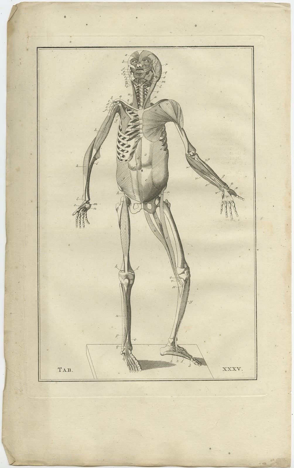 Pl. 35 Antique Anatomy Print Of The Muscular System By Elwe (1798)