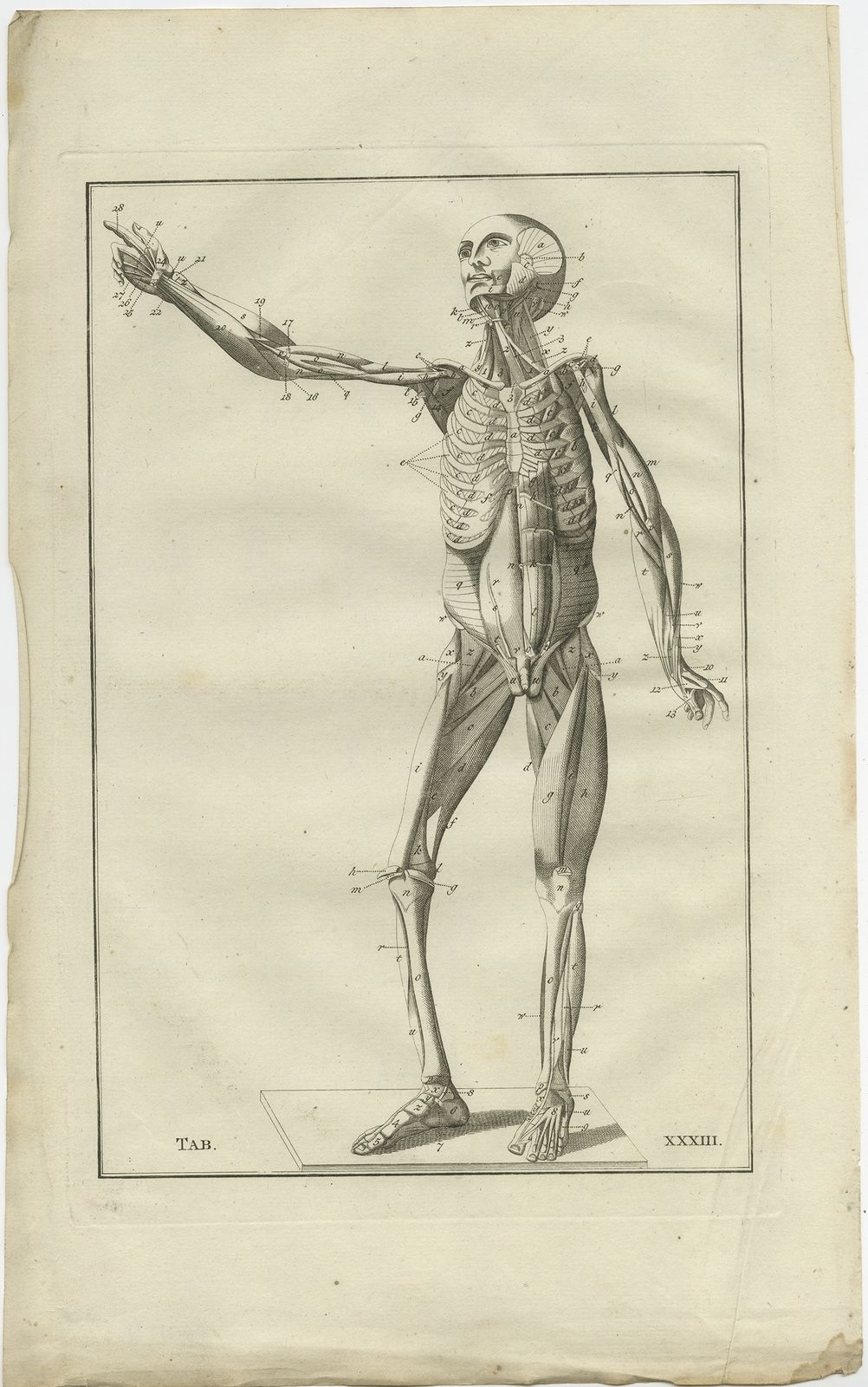 Pl. 33 Antique Anatomy Print Of The Muscular System By Elwe (1798)