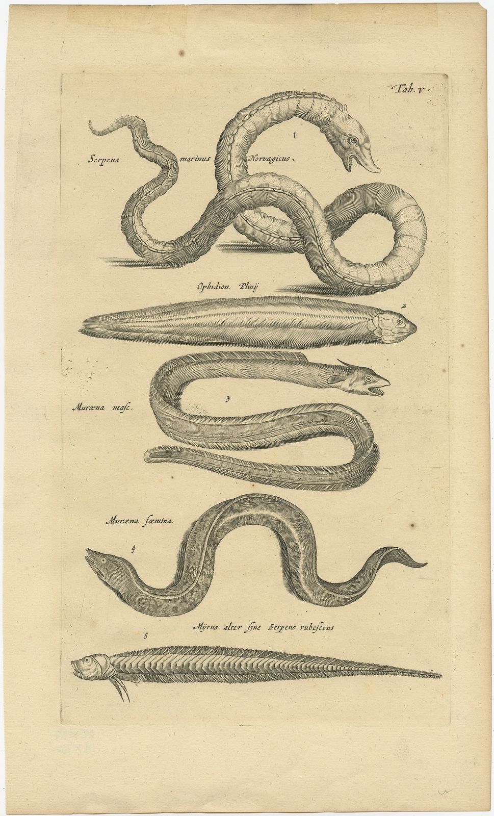 Antique Print Of Various Sea Snakes By Johnston (1657)