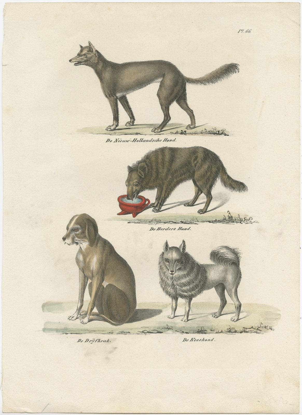 Antique Print Of The Sheepdog And Other Dog Breeds By Schinz (1845)