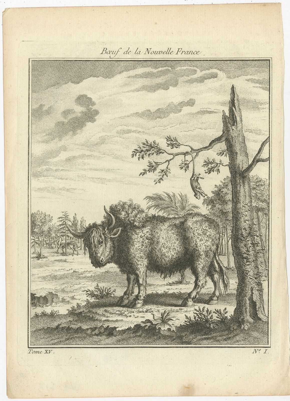 Antique Print Of A Bull From New France By Prévost (C.1760)