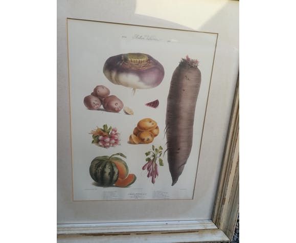 Framed Botanical Plate, Vegetables photo for sale